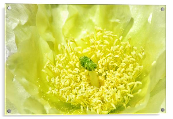 Lemon Yellow Acrylic by Mary Lane