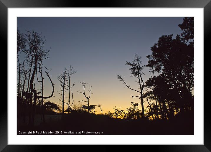 Formby Pinewoods silhouettes Framed Mounted Print by Paul Madden