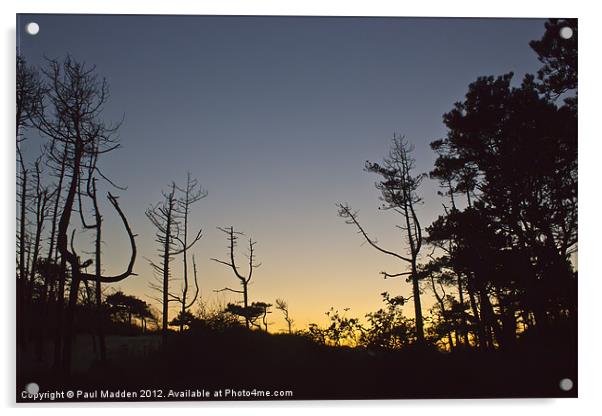 Formby Pinewoods silhouettes Acrylic by Paul Madden