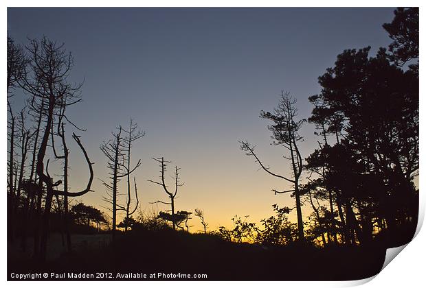 Formby Pinewoods silhouettes Print by Paul Madden