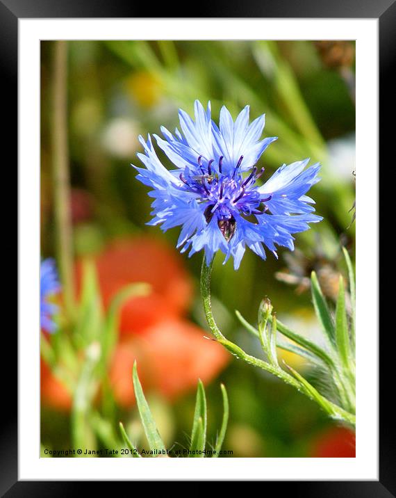 Wild Cornflower Framed Mounted Print by Janet Tate