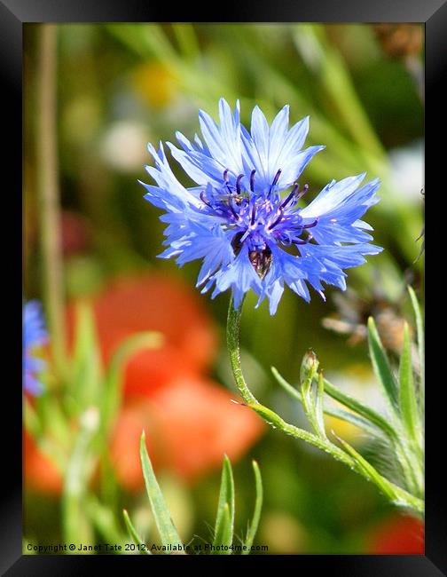 Wild Cornflower Framed Print by Janet Tate