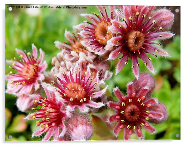 Pink Houseleek in flower Acrylic by Janet Tate