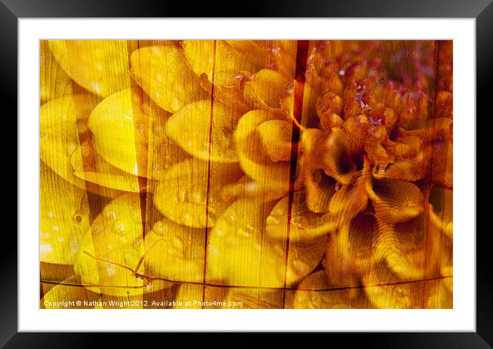 Wet wood flower Framed Mounted Print by Nathan Wright