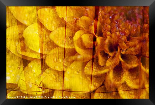 Wet wood flower Framed Print by Nathan Wright