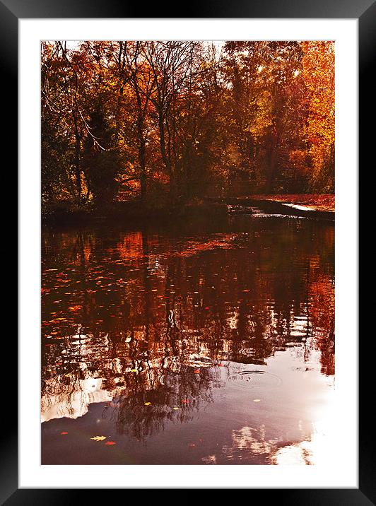 Reflections of Autumn Framed Mounted Print by Dawn Cox