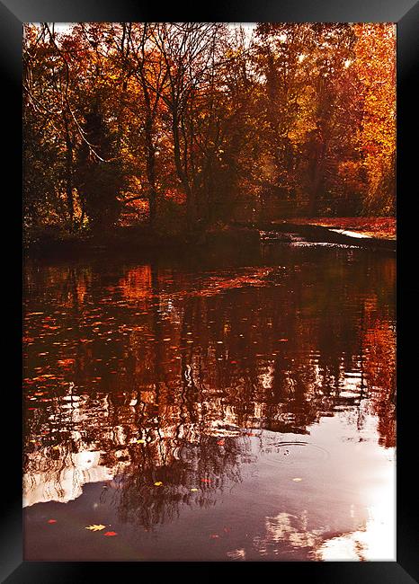 Reflections of Autumn Framed Print by Dawn Cox