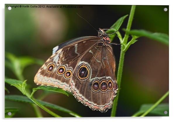 Blue Morpho Butterfly, (Morpho Peleides) Acrylic by Keith Cullis