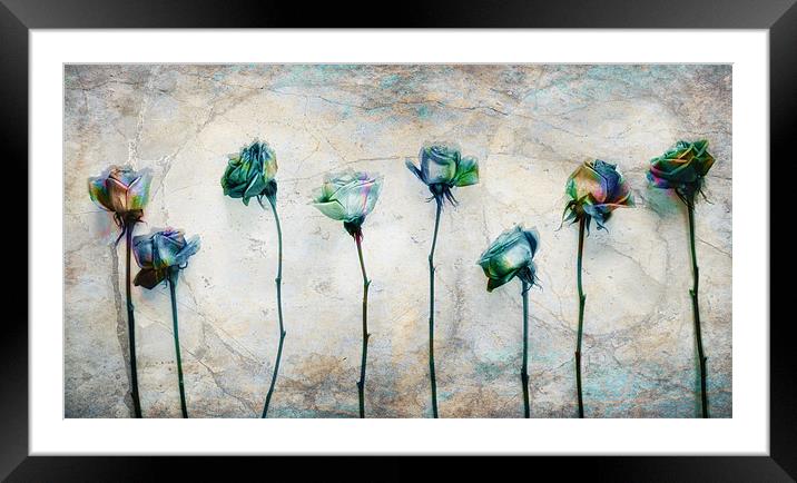 Painting the roses Framed Mounted Print by Chris Manfield
