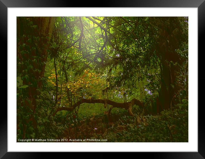 Forest Light Framed Mounted Print by Bristol Canvas by Matt Sibtho