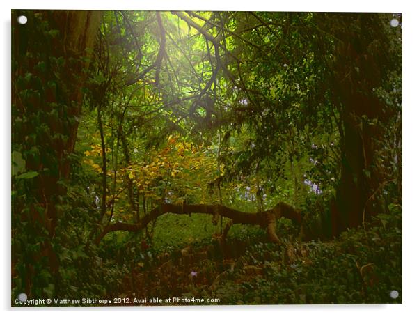 Forest Light Acrylic by Bristol Canvas by Matt Sibtho