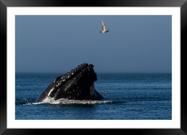 Humpback whale Framed Mounted Print by Thomas Schaeffer