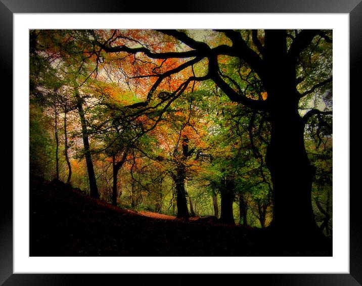 IN THE WOODS Framed Mounted Print by dale rys (LP)