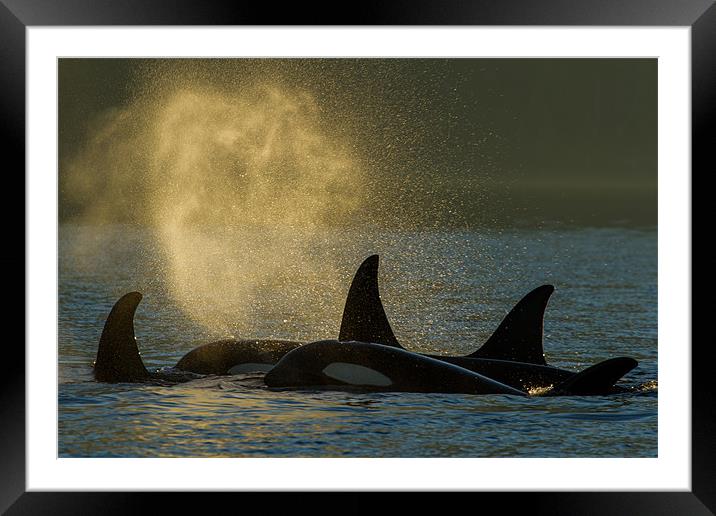 Orcas in Johnstone Strait Framed Mounted Print by Thomas Schaeffer