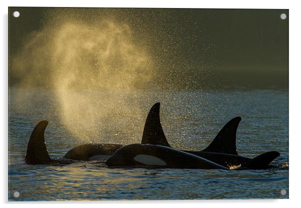 Orcas in Johnstone Strait Acrylic by Thomas Schaeffer