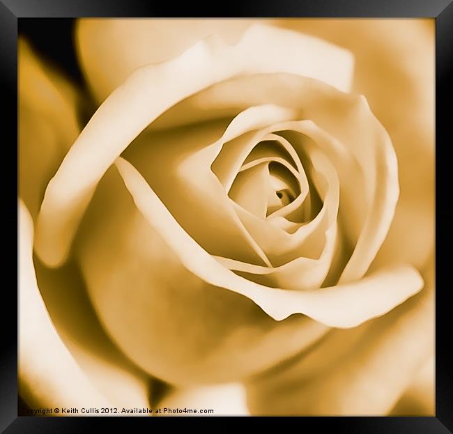 Velvet Rose Framed Print by Keith Cullis