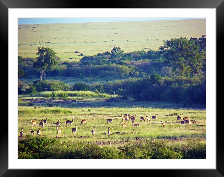 Masai Mara Landscape Framed Mounted Print by Tony Murtagh