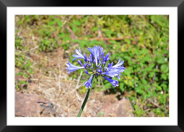 Wild Agapanthus Framed Mounted Print by Malcolm Snook