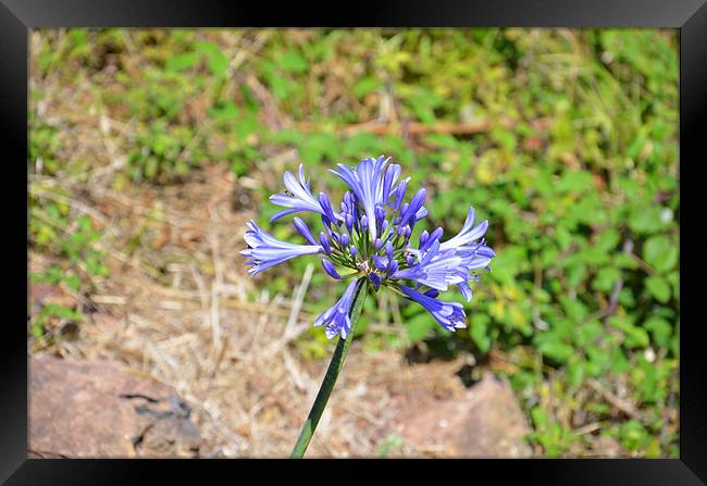 Wild Agapanthus Framed Print by Malcolm Snook