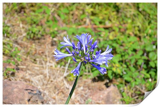Wild Agapanthus Print by Malcolm Snook