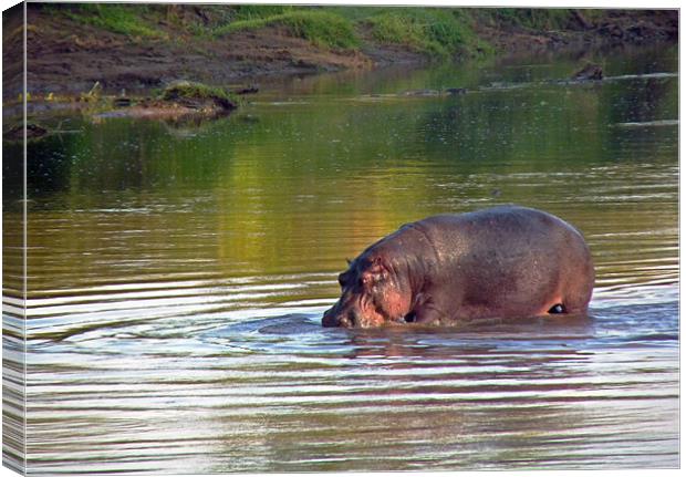 Hippopotamus in Mara River Canvas Print by Tony Murtagh
