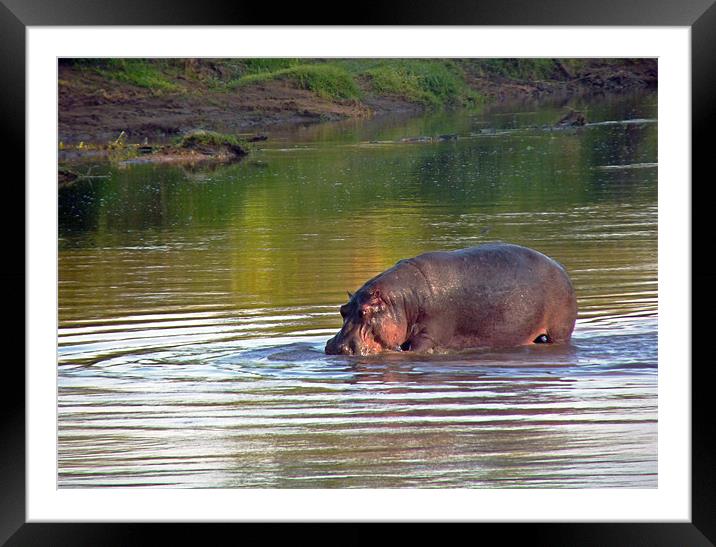 Hippopotamus in Mara River Framed Mounted Print by Tony Murtagh