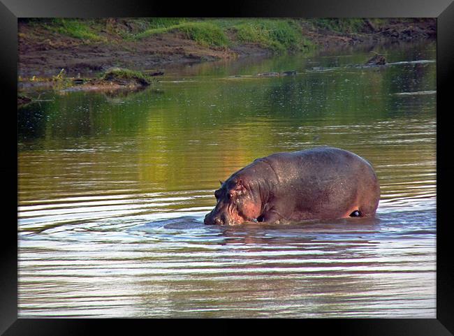 Hippopotamus in Mara River Framed Print by Tony Murtagh
