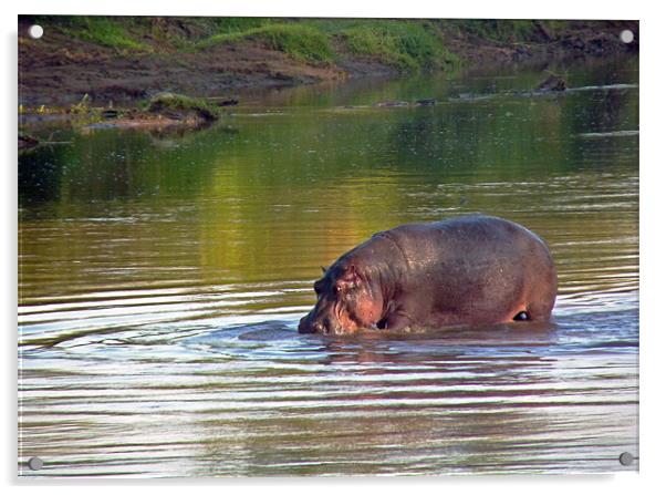 Hippopotamus in Mara River Acrylic by Tony Murtagh