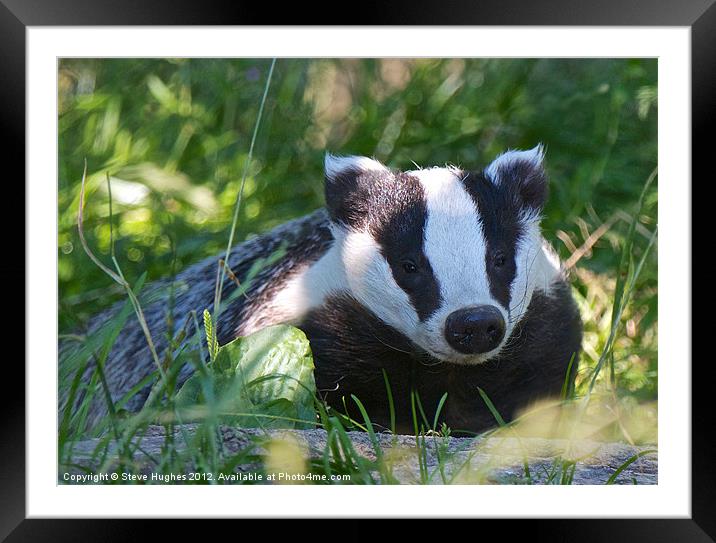 Badger at British Wildlife Centre Framed Mounted Print by Steve Hughes