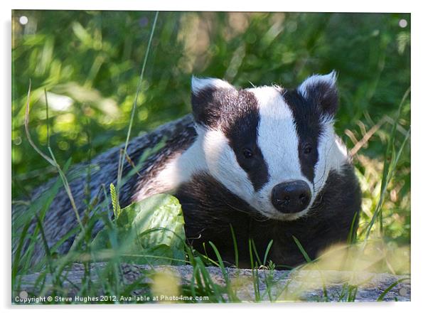 Badger at British Wildlife Centre Acrylic by Steve Hughes
