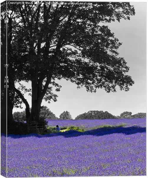 Purple Mayfield Lavender Canvas Print by Steve Hughes