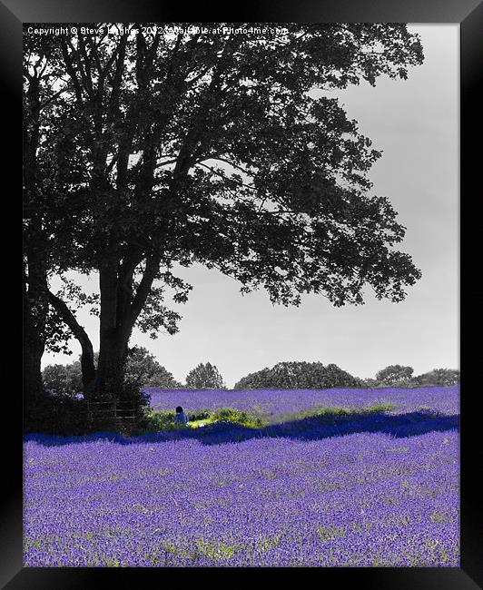 Purple Mayfield Lavender Framed Print by Steve Hughes