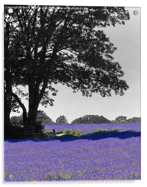 Purple Mayfield Lavender Acrylic by Steve Hughes