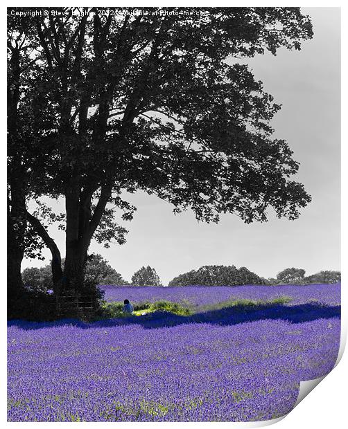 Purple Mayfield Lavender Print by Steve Hughes