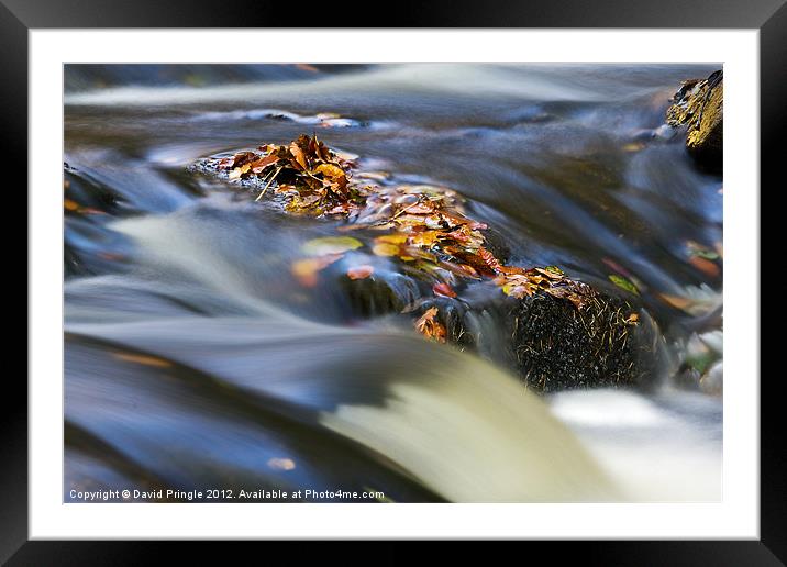 Autumn Leaves In Water Framed Mounted Print by David Pringle