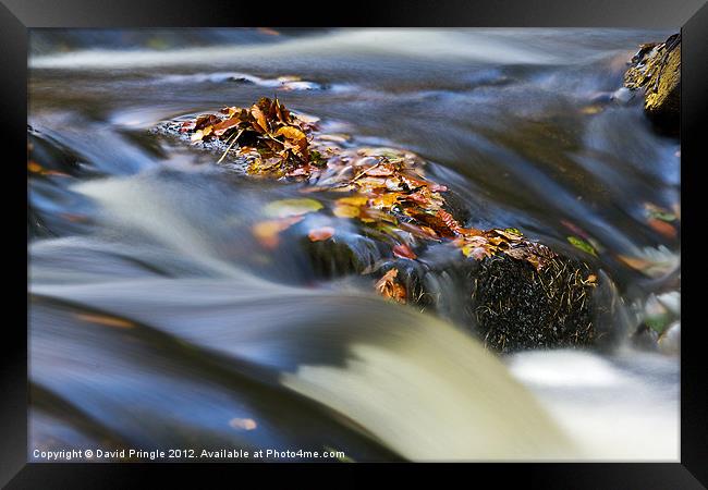 Autumn Leaves In Water Framed Print by David Pringle