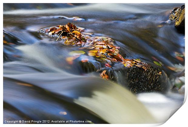 Autumn Leaves In Water Print by David Pringle