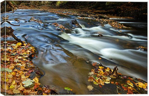 Autumn Leaves In Water II Canvas Print by David Pringle