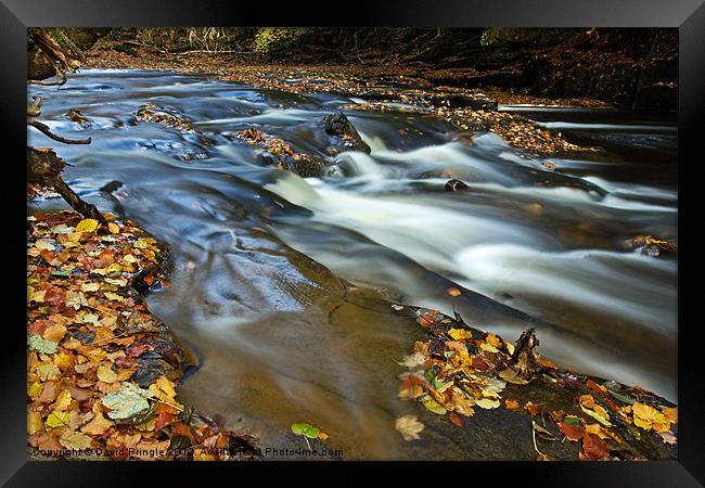 Autumn Leaves In Water II Framed Print by David Pringle