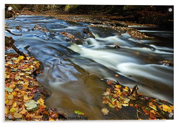 Autumn Leaves In Water II Acrylic by David Pringle