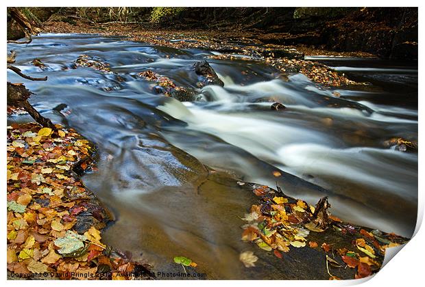 Autumn Leaves In Water II Print by David Pringle