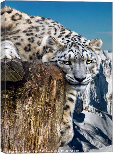 snow lepard Canvas Print by Doug McRae