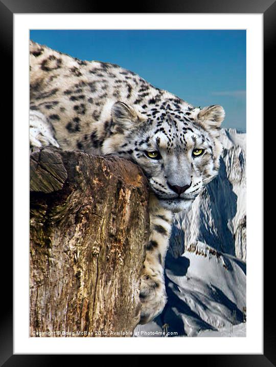 snow lepard Framed Mounted Print by Doug McRae