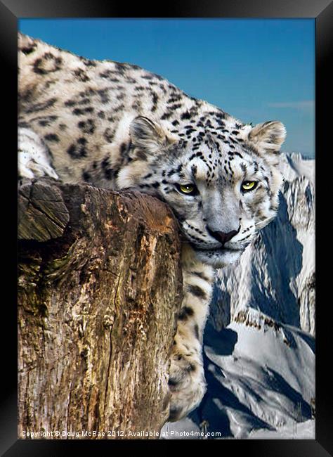 snow lepard Framed Print by Doug McRae