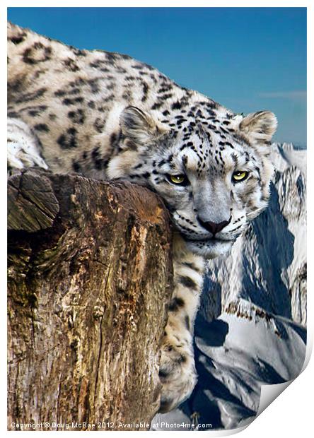snow lepard Print by Doug McRae