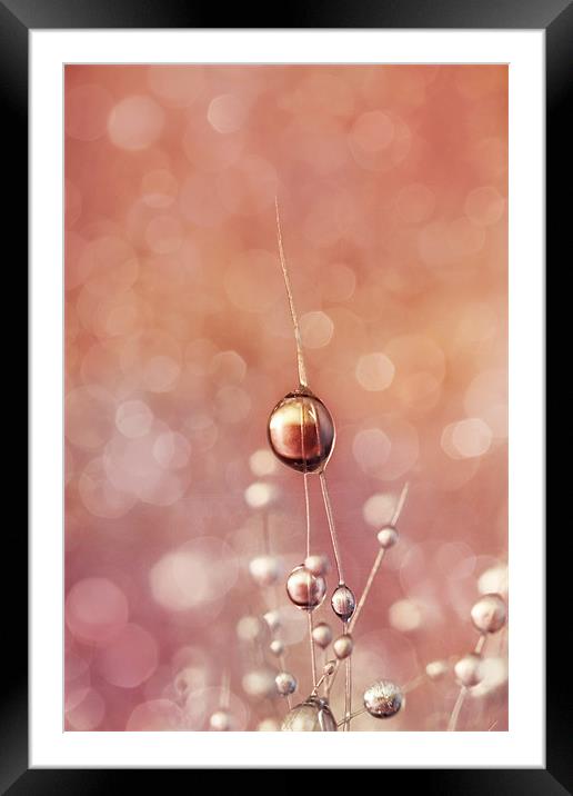 Sunset & Snowflake Cactus Drops Framed Mounted Print by Sharon Johnstone