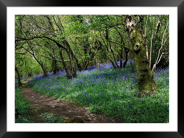 Bluebells in Meldon Woods Framed Mounted Print by Jon Short