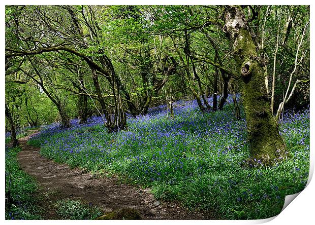 Bluebells in Meldon Woods Print by Jon Short