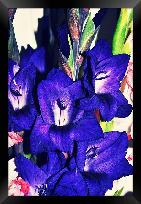 amazing purple gladiolus bright flower Framed Print by Nataliya Lazaryeva