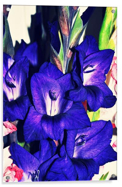 amazing purple gladiolus bright flower Acrylic by Nataliya Lazaryeva